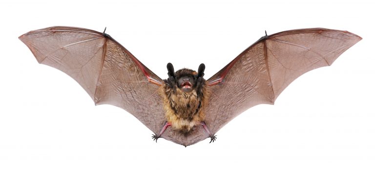 Little Brown Bat Professional Bat Removal Peterborough