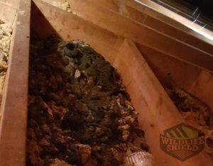 defecating raccoons in attic peterborough