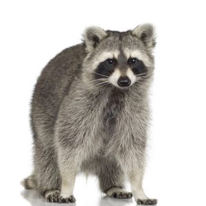professional humane raccoon removal services in peterborough