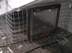 raccoon removal peterborough using one way door