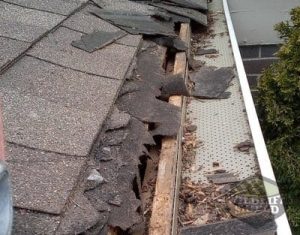 roof damage in peterborough by raccoons
