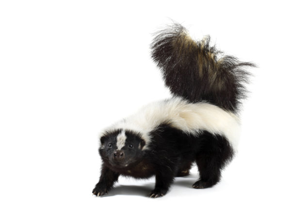 Professional animal control skunk removal