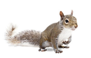 squirrel peterborough