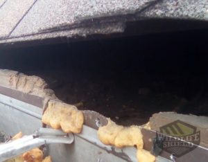 squirrel roof damage wildlife removal peterborough