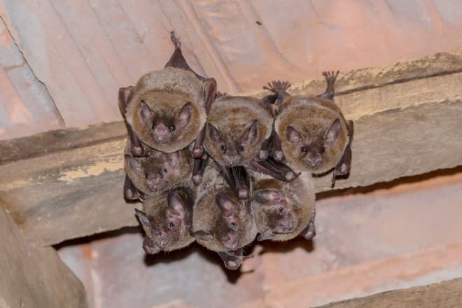 How to Remove Bats in Chimney