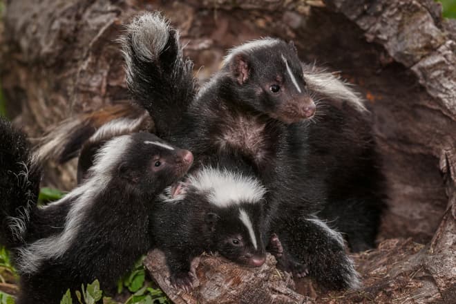 When do Skunks Have Babies