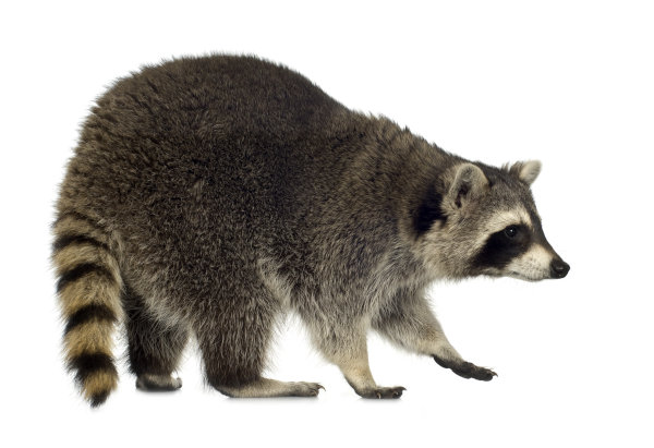 raccoon removal services peterborough