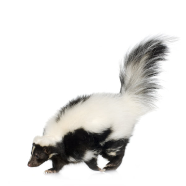 skunk control peterborough