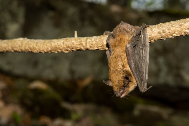 Bat-Proofing Your House