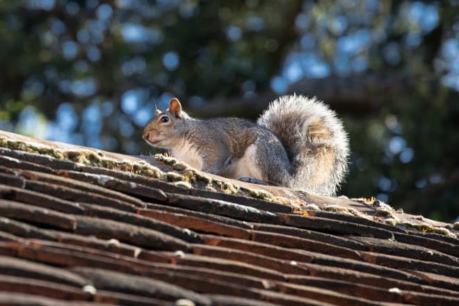 Can Squirrels Live in Attics