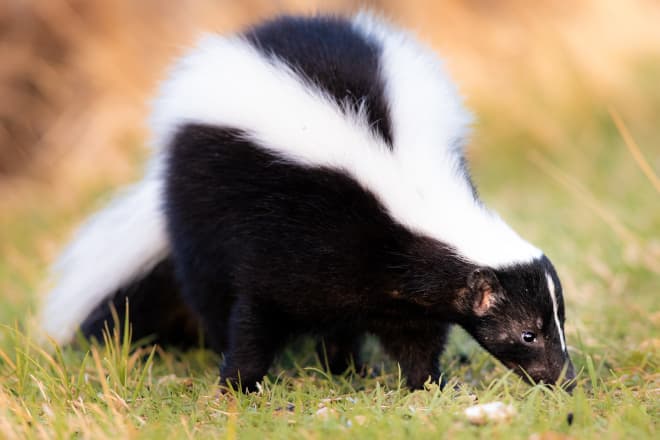 How to Remove Skunk Smell Out of Clothes