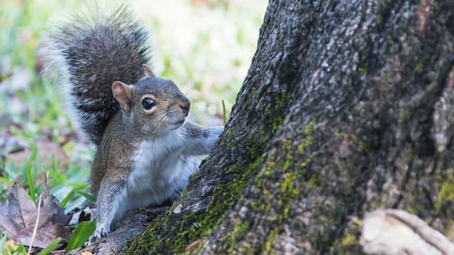 Do Squirrels Scent Mark