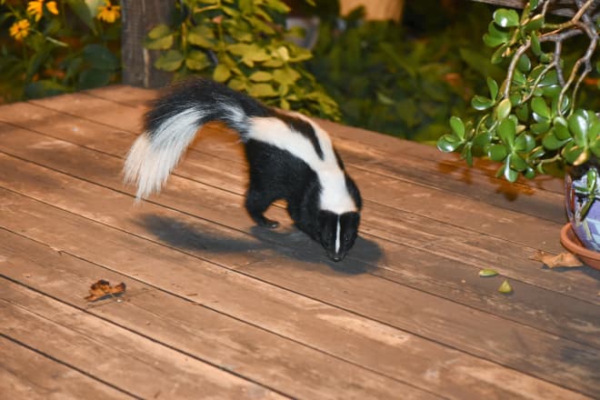 How to Remove Skunk from deck