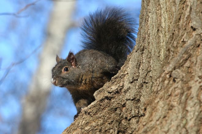 Are Squirrels Up at Night