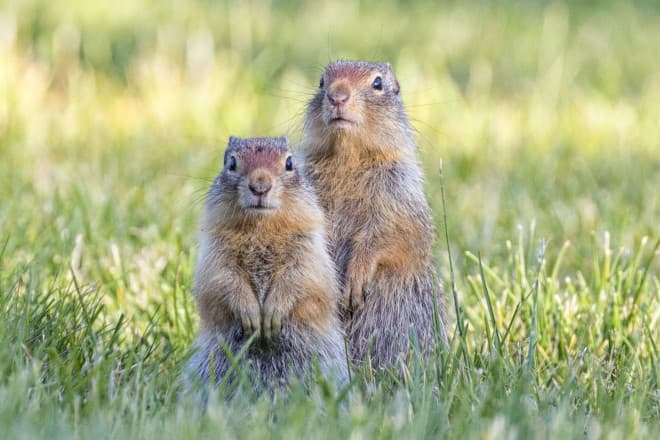 Ground Squirrel vs Squirrel