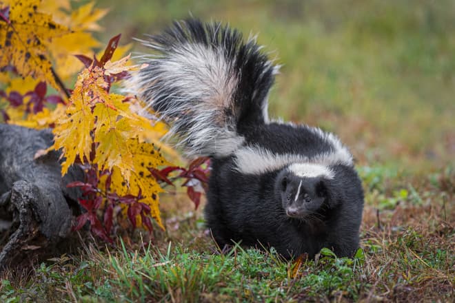 How to Get Rid of Skunk Smell