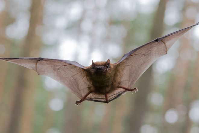 How to Identify Bat Droppings