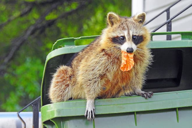 Urban Raccoon Behavior