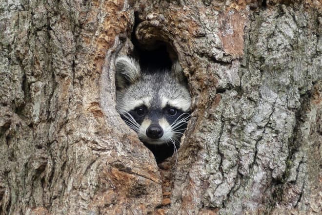 Where do Raccoons Hibernate