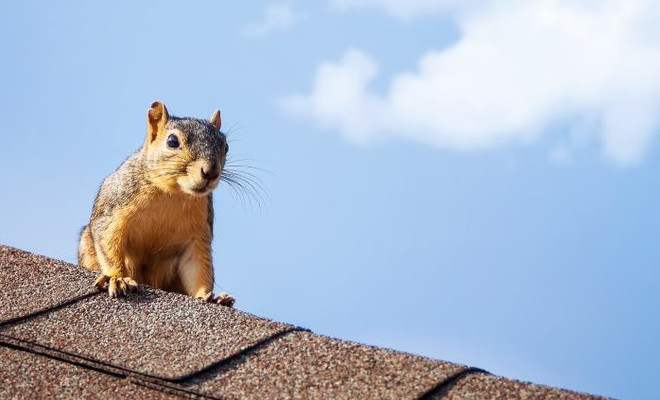 how to get rod of baby squirrels