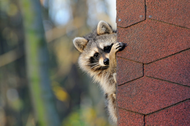 Can Raccoons Climb Brick Walls