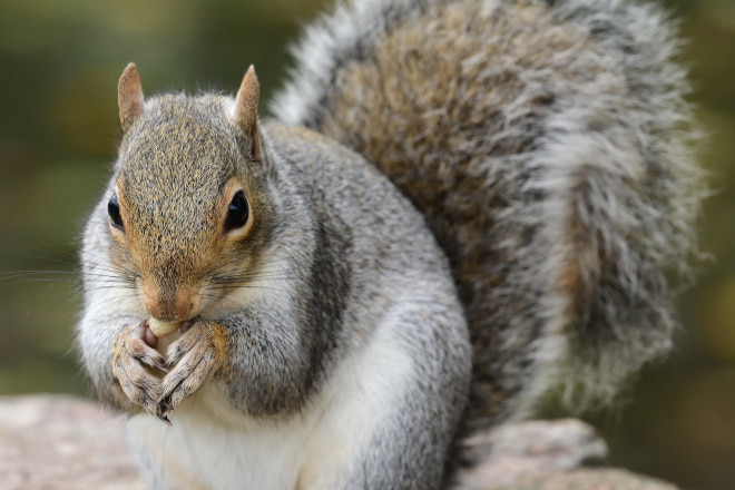 Can Squirrels Chew Through PVC