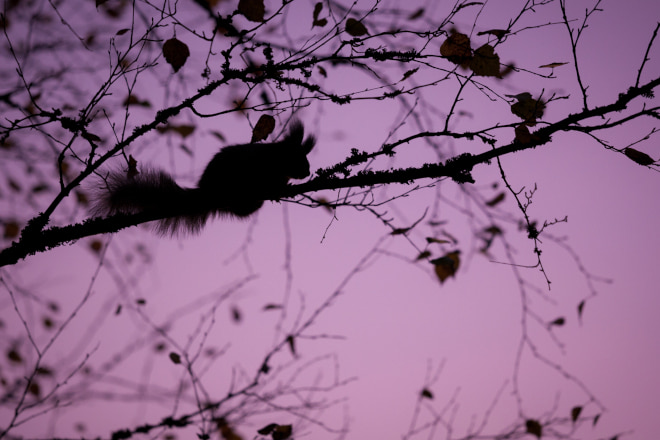 Do Squirrels Move Around at Night