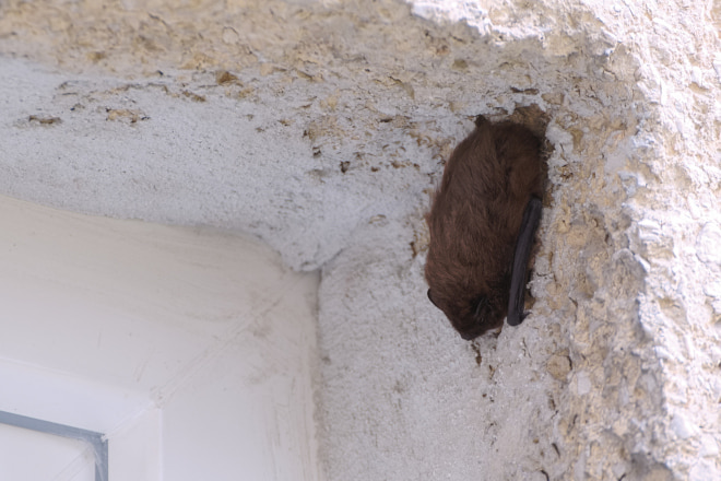 How to Get Rid of Bat in House
