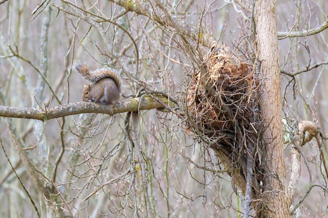 What Do Squirrel Nests Look Like