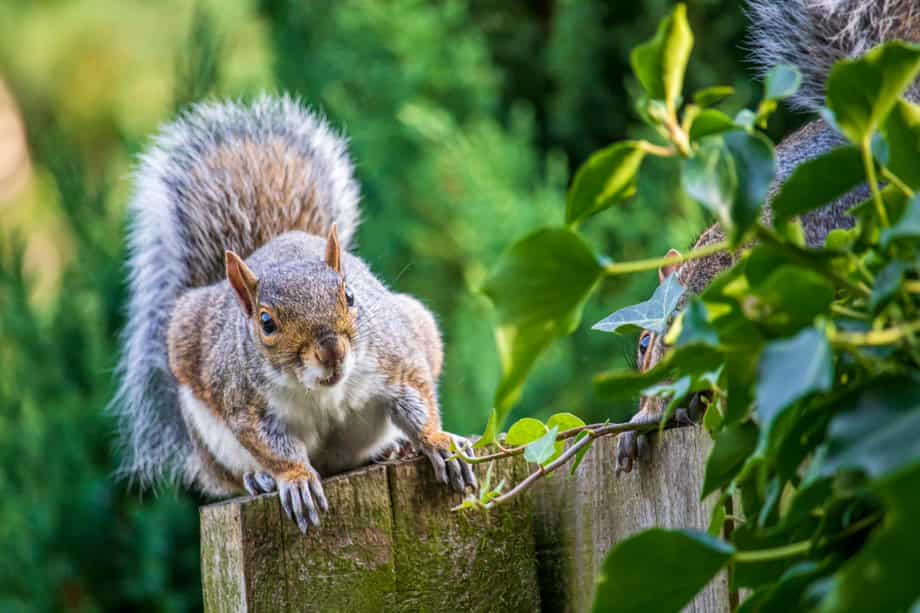 squirrel-featured image-what-squirrels-in-walls-sound