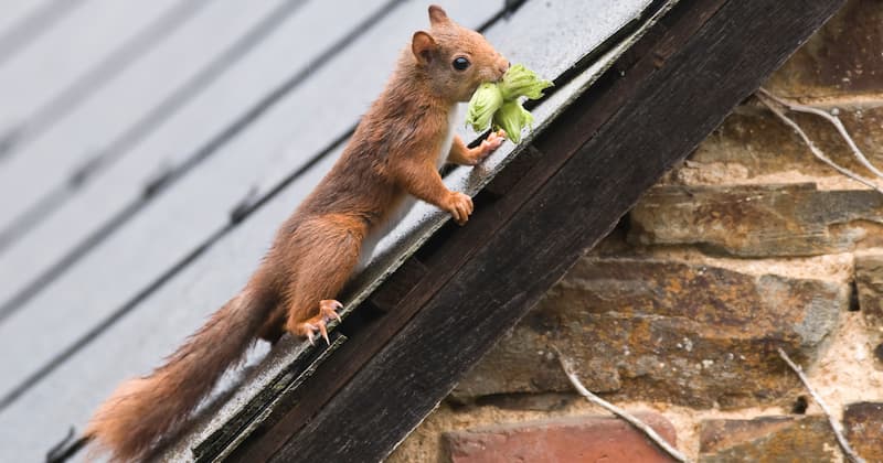 squirrel on roof