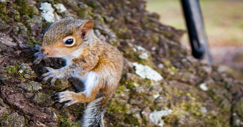 Baby Squirrels Destructive