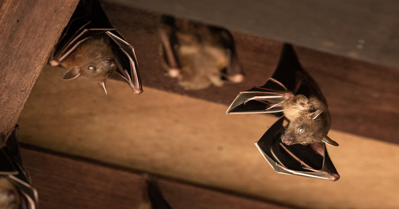 Bats in brood