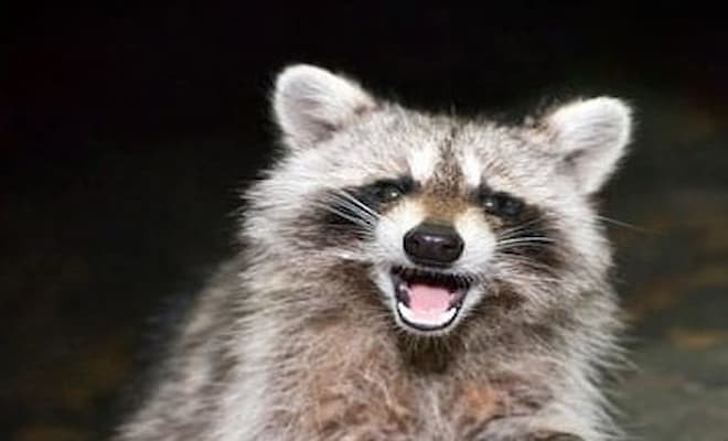 Difference Between Raccoons and Possums
