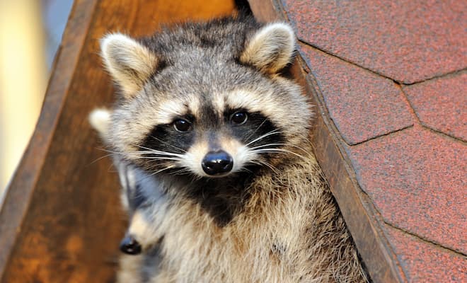 How Do Raccoons Protect Themselves From Predators