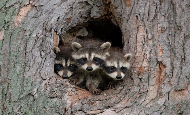 How Long Can a Baby Raccoon Live Without Its Mother