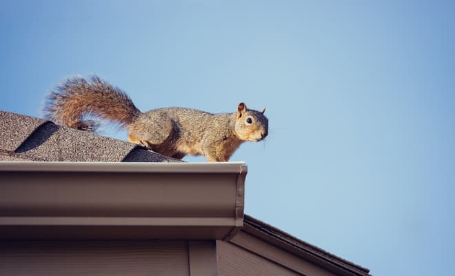 How Long is a Squirrel Pregnant for