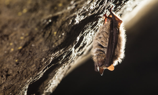 How to Deal With Bats In The Attic