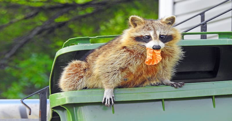 Raccoon digging in trash