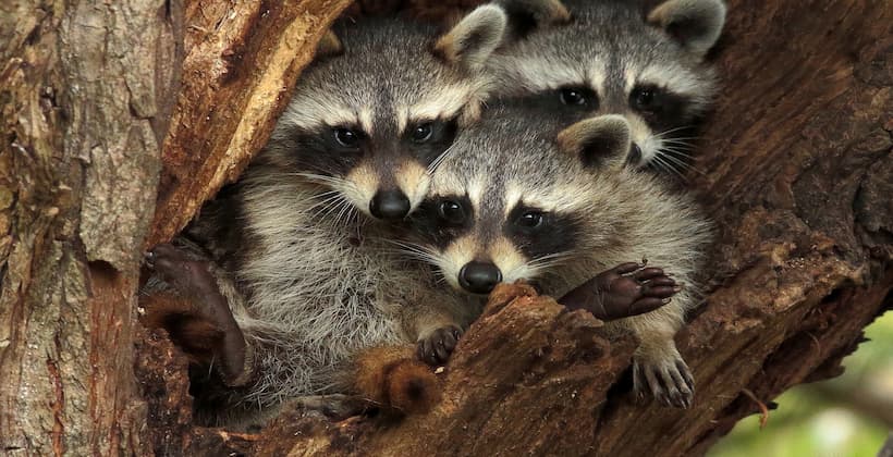 Raccoons in a pack