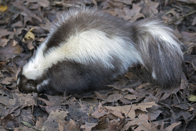 Skunk Digging Up Lawn