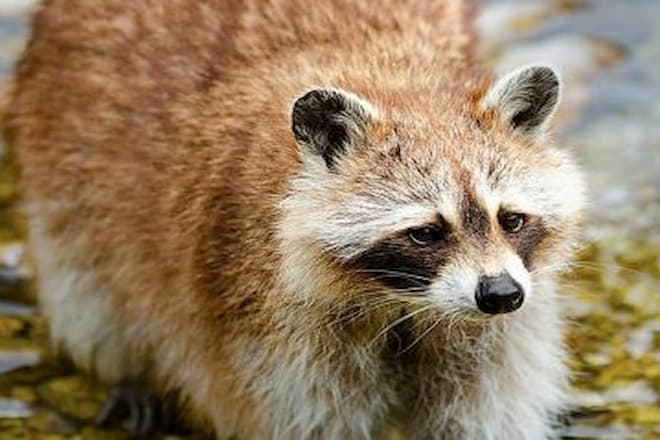 What Does a Raccoon Paw Look Like