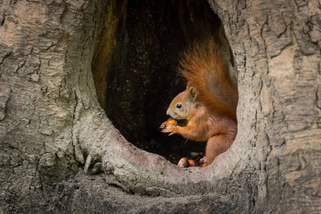 What Month are Baby Squirrels Born