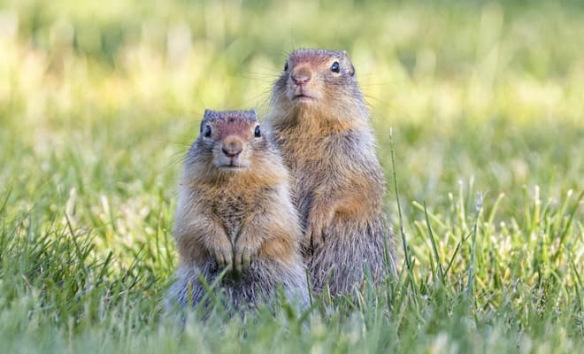 How To Get Rid of Red Squirrels in Shed