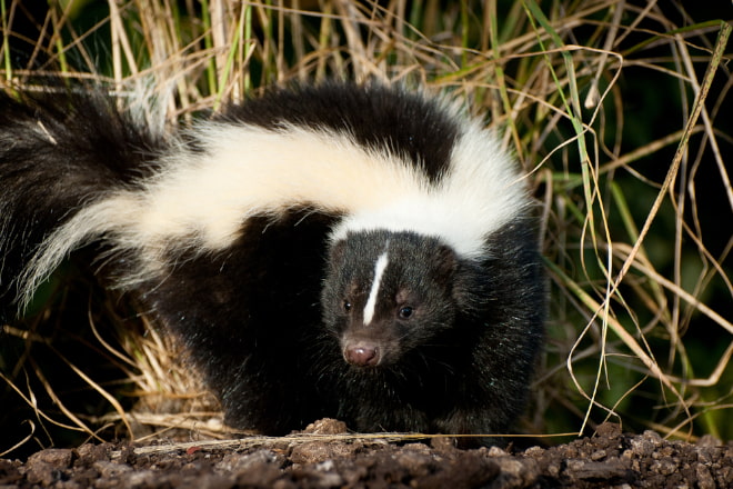 How to Get Rid of Skunk Smell