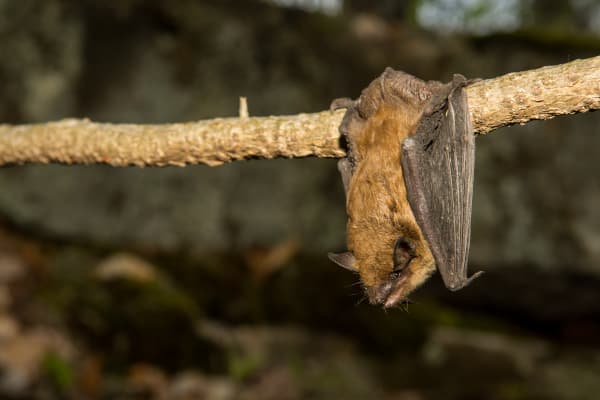 big brown bat removal cost