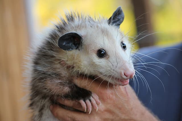 possum closeup 