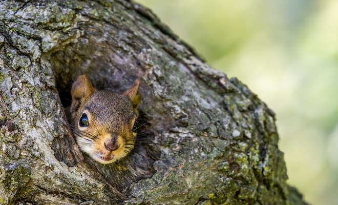 Difference Between Red and Grey Squirrels