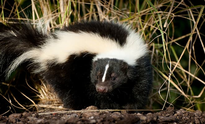 Do Skunks Carry Rabies