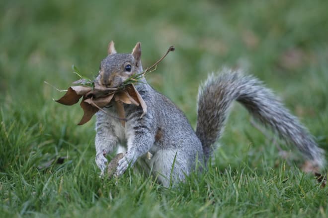 Does Humane Urine Repel Squirrels